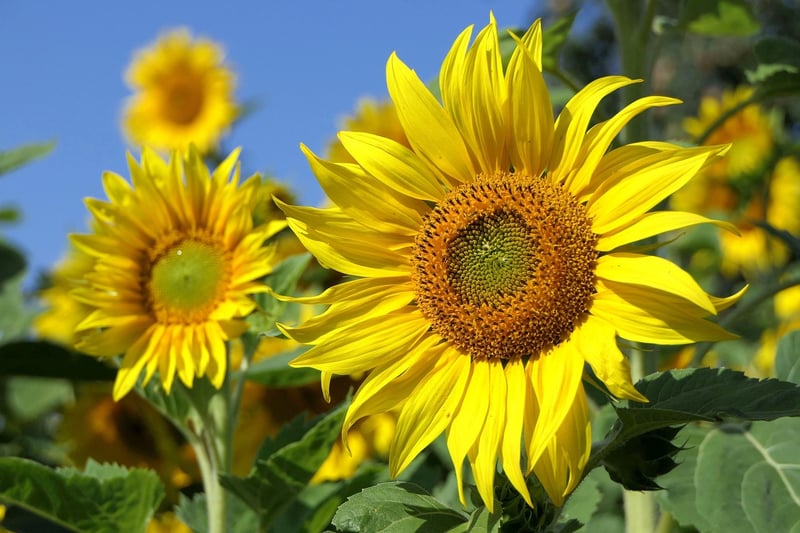 Garden Planting