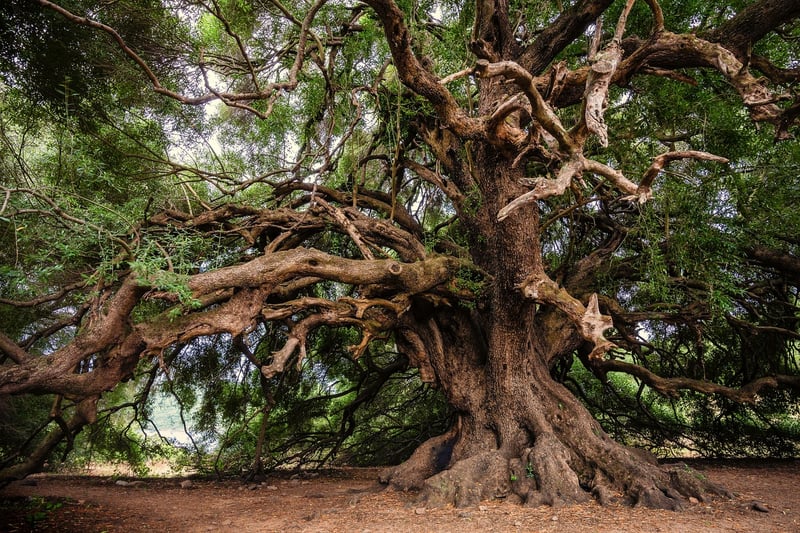 Nature Scavenger Hunt